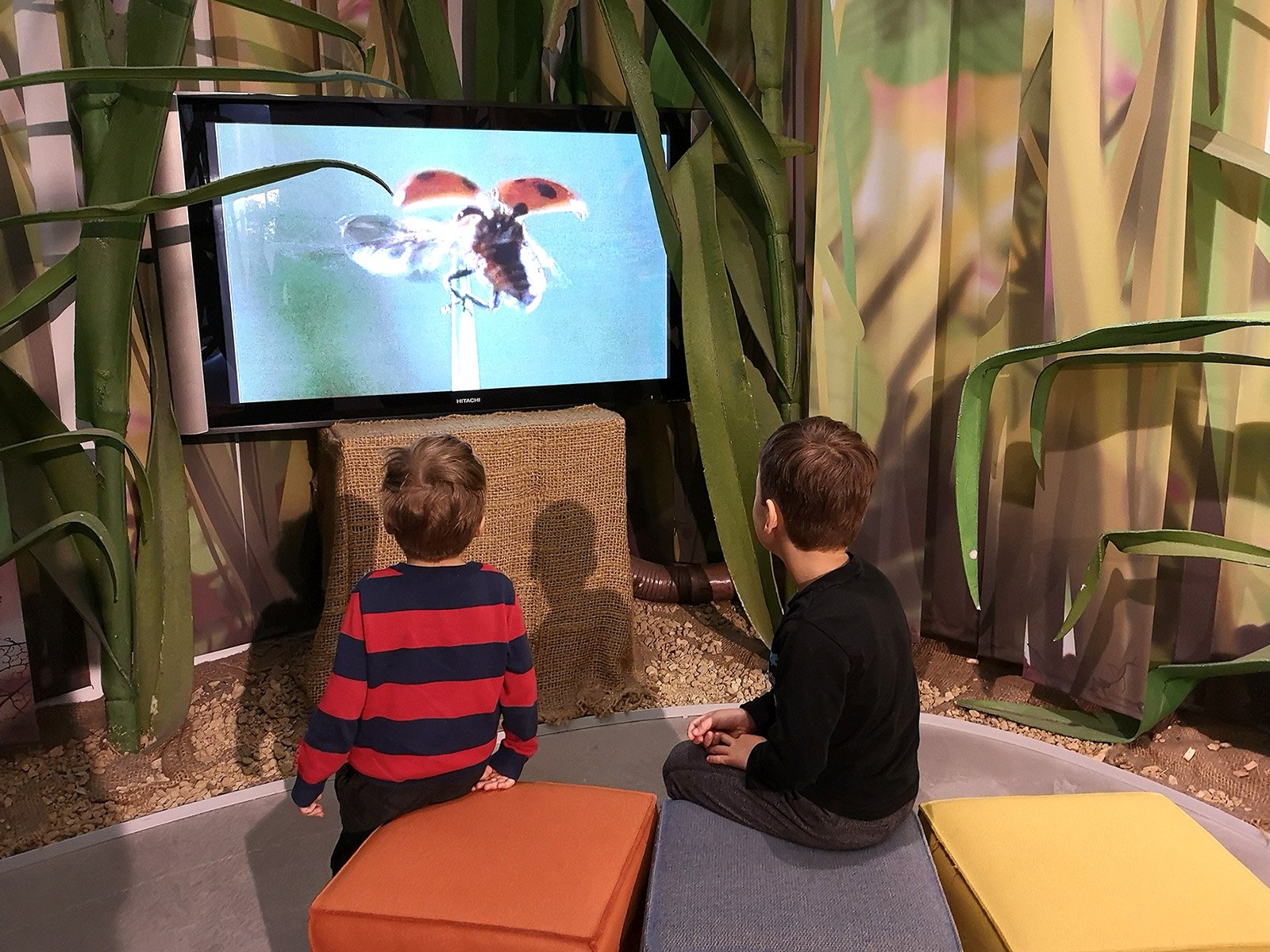 Aargauer Naturmuseum Naturama - Lernen/Wissensvermittlung zu Insekten mittels Video.