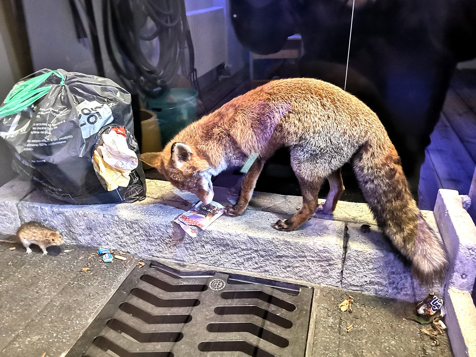 Aargauer Naturmuseum Naturama - Ausstellung zum Thema Tiere in der Stadt.